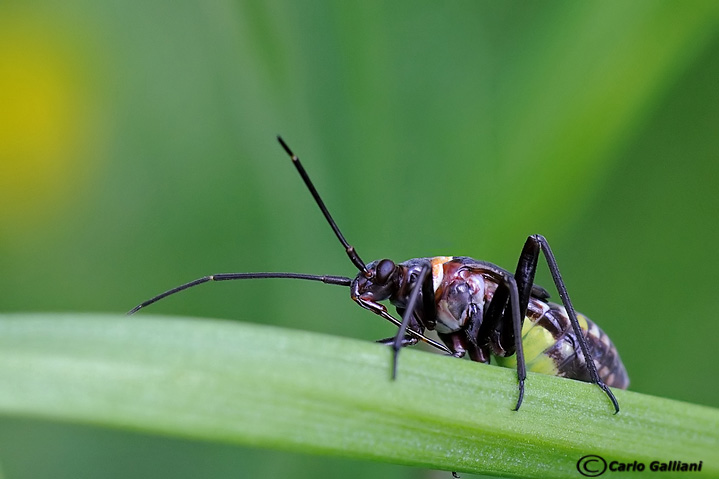 Identificazione