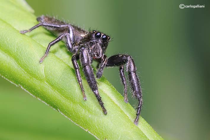 Mendoza canestrinii