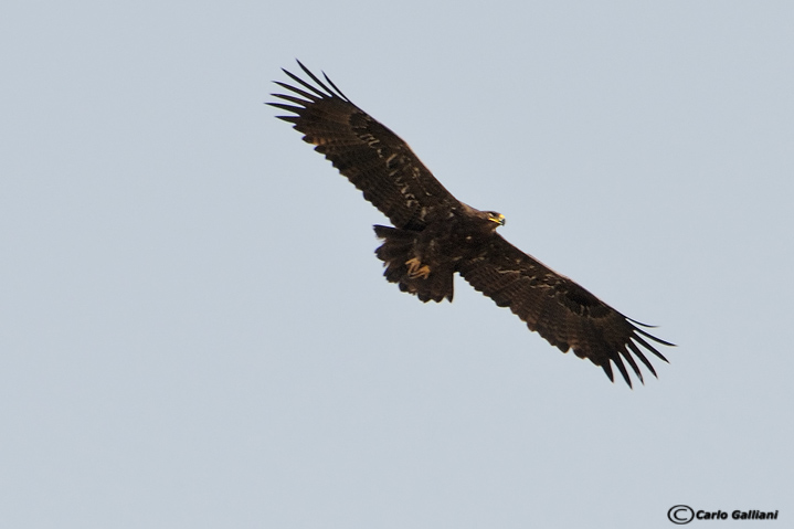 aiuto identificazione aquila