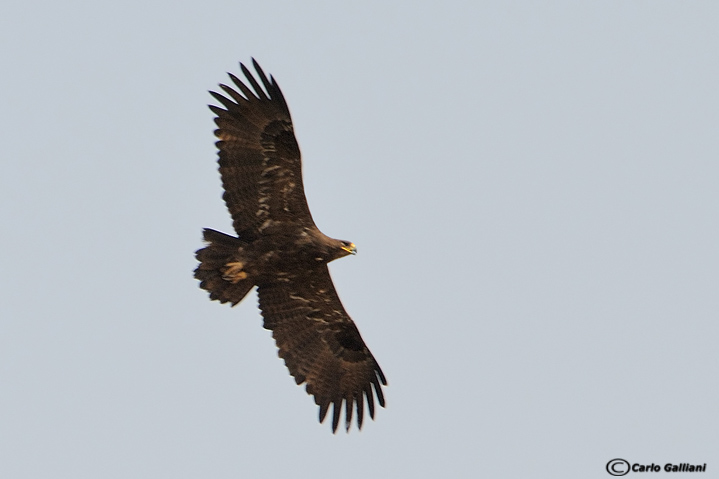 aiuto identificazione aquila