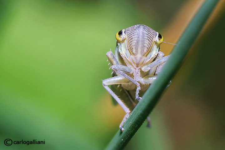 Macro di ieri