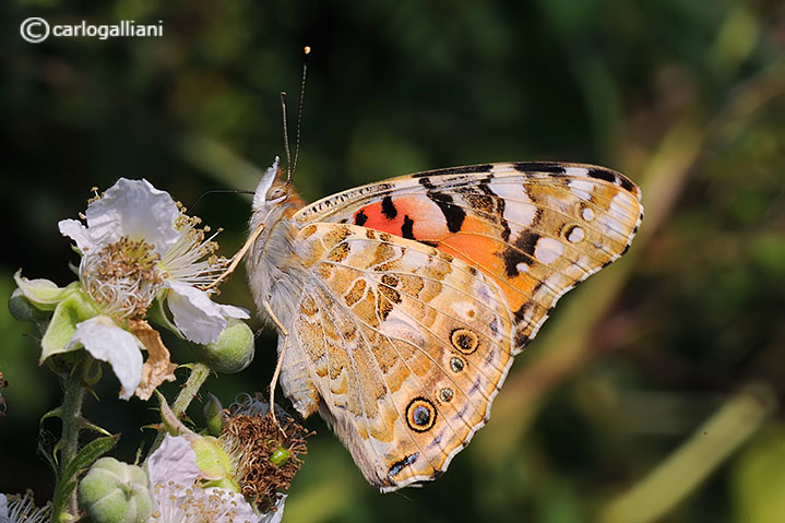 Macro di ieri