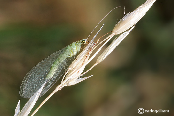 Una delicata chrysopa