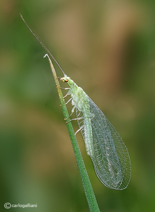 Una delicata chrysopa