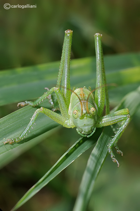 Tettigonia virdissima