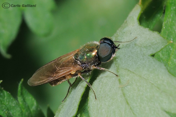 Chloromyia formosa ?