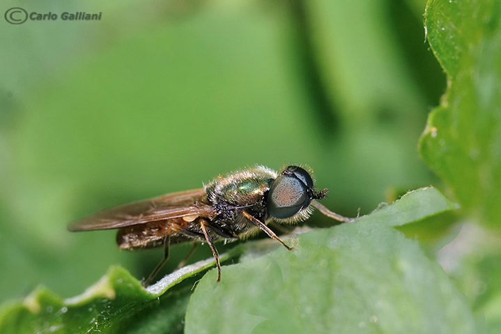 Chloromyia formosa ?