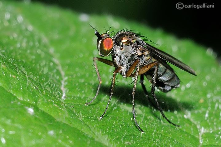 Dolichopodidae.