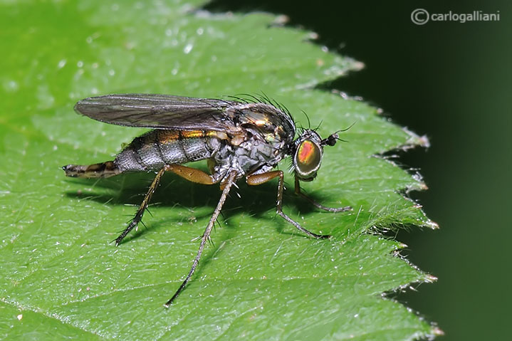 Dolichopodidae.