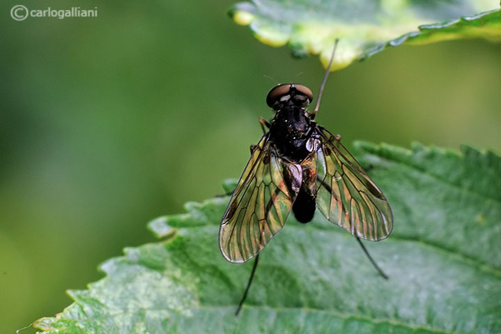 Chrysopilus erythrophthalmus (Rhagionidae)