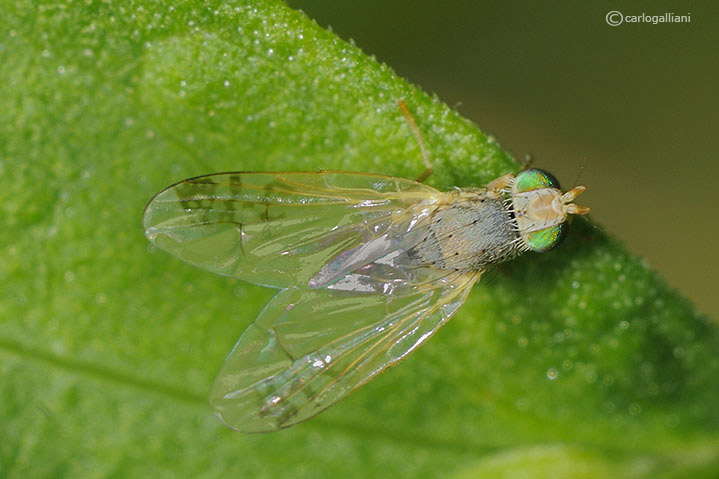 probabile Acanthiophilus helianthi (Tephritidae)