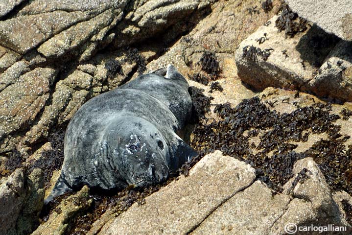 Foca grigia  (Halichoerus grypus - Phocidae)