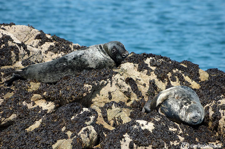 Foca grigia  (Halichoerus grypus - Phocidae)