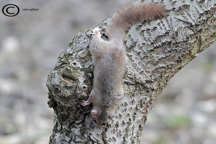 Il risveglio del ghiro - Parco del Ticino