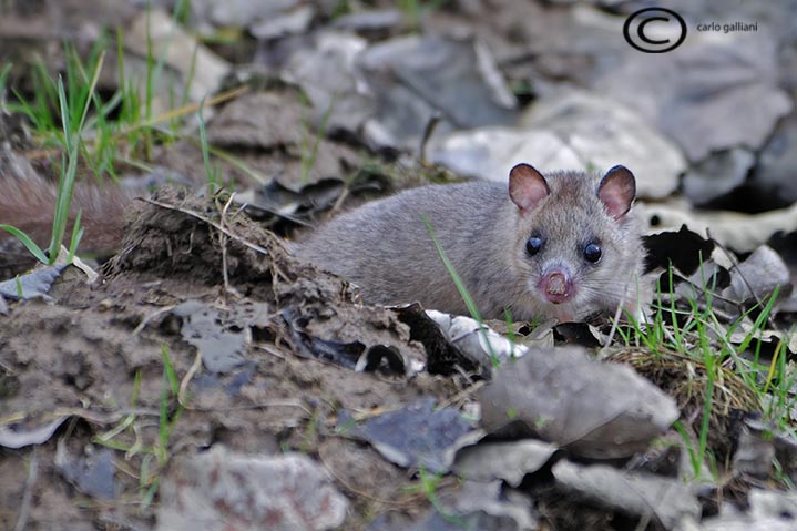 Il risveglio del ghiro - Parco del Ticino