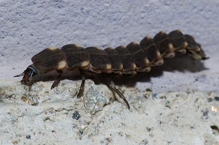 Larva di Lampyris