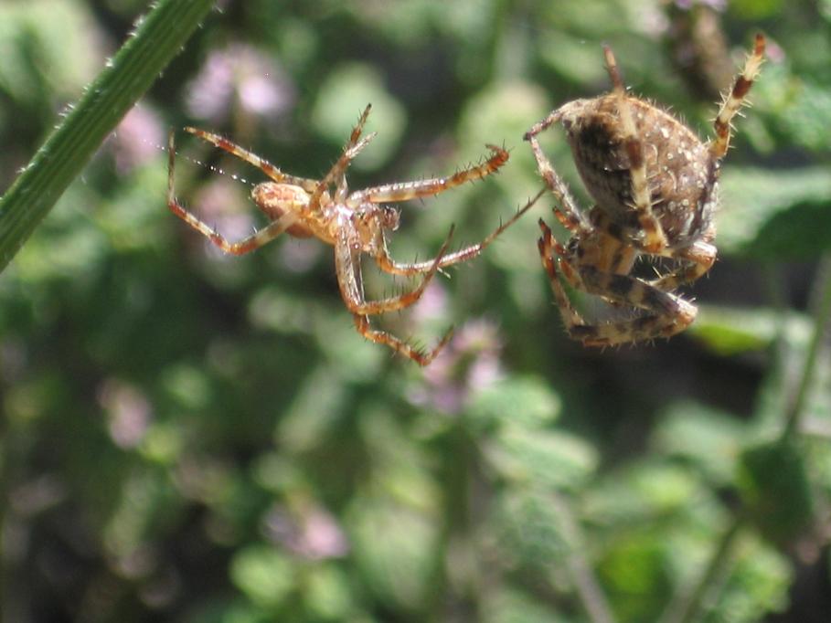 Approccio nuziale: Araneus diadematus