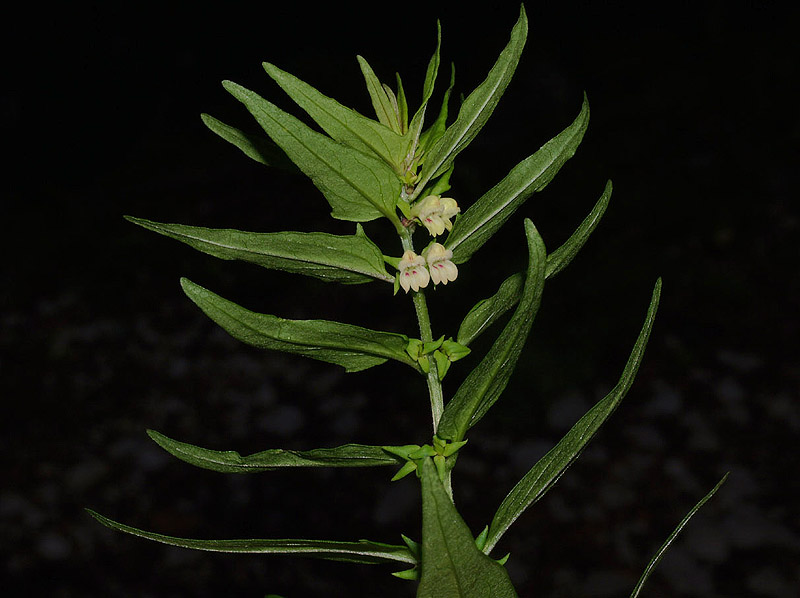 Melampyrum sylvaticum