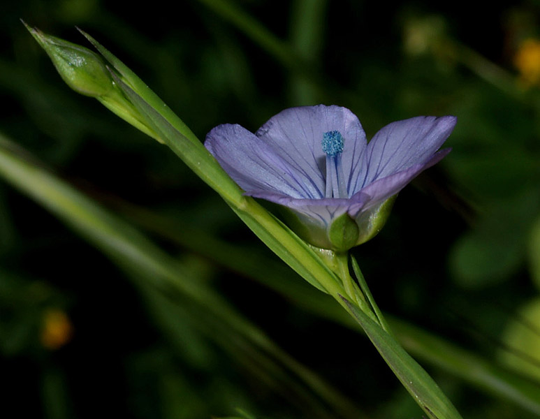 Linum bienne