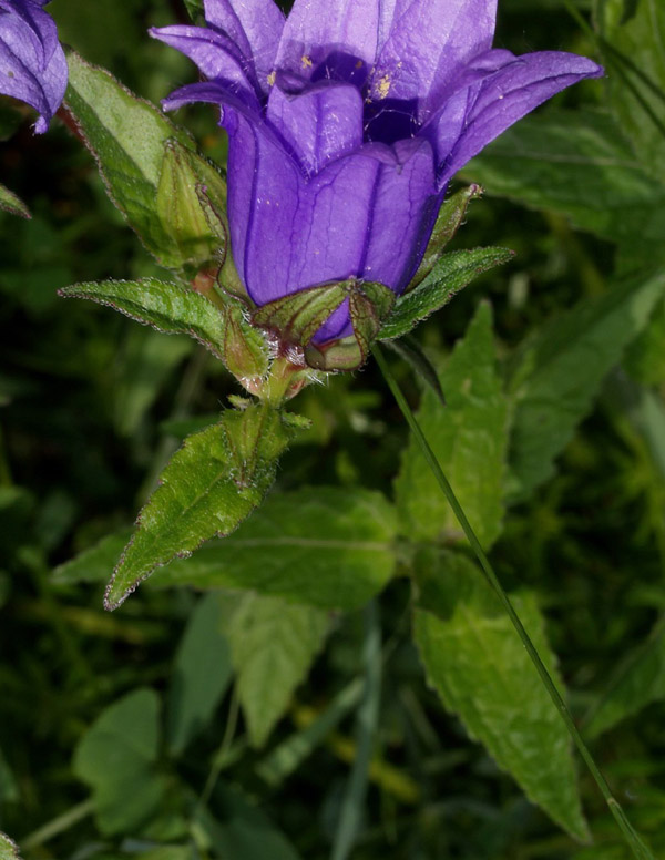 Lusus: Campanula cfr latifolia