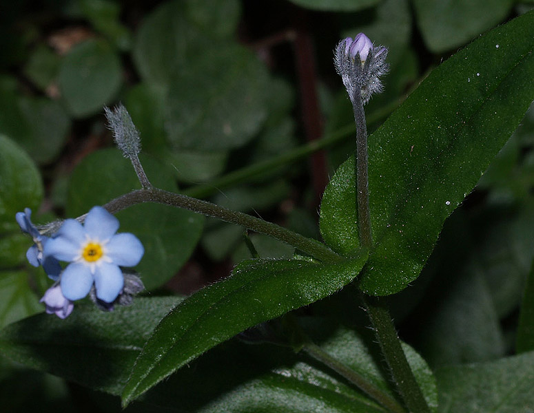 Myosotis