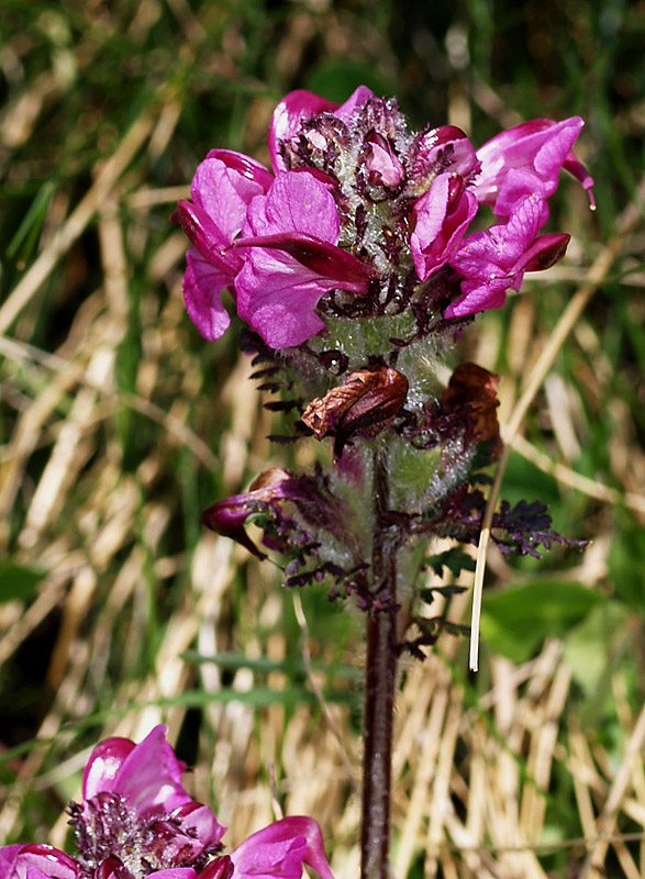 Pedicularis rosea