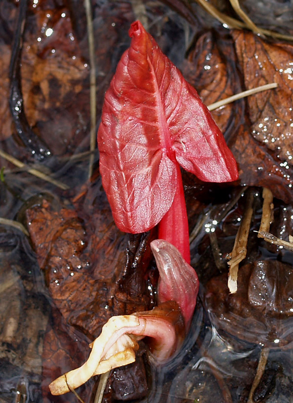 Rumex cfr. alpinus