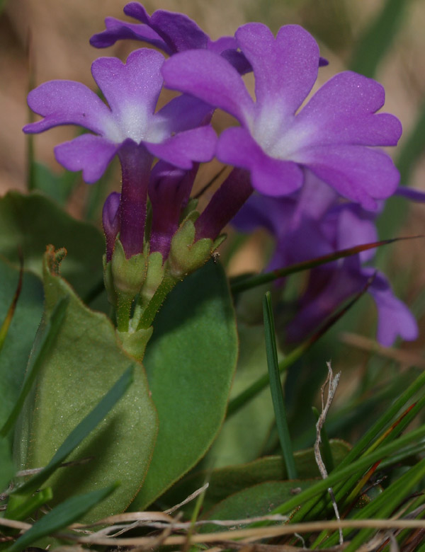 Primula pedemontana / Primula piemontese