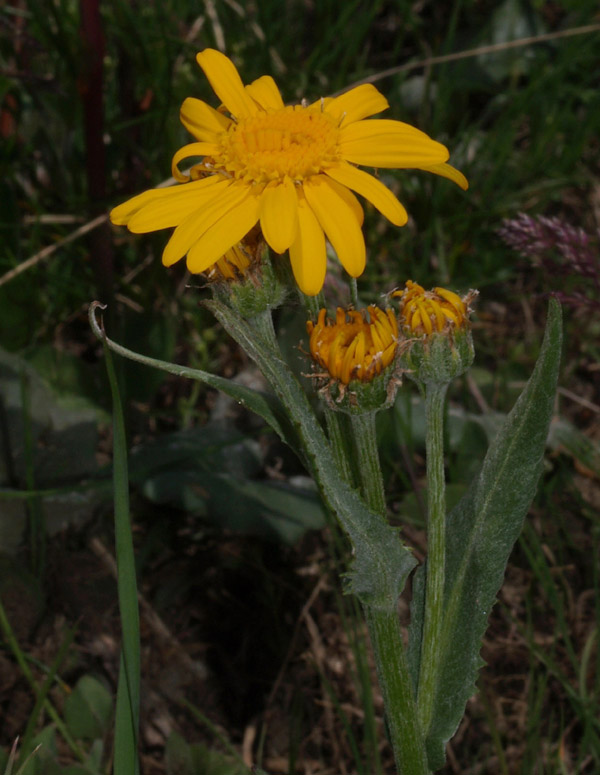 Tephroseris longifolia subsp. gaudinii