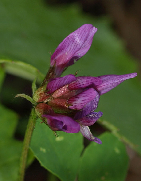 Astragalus hypoglottis