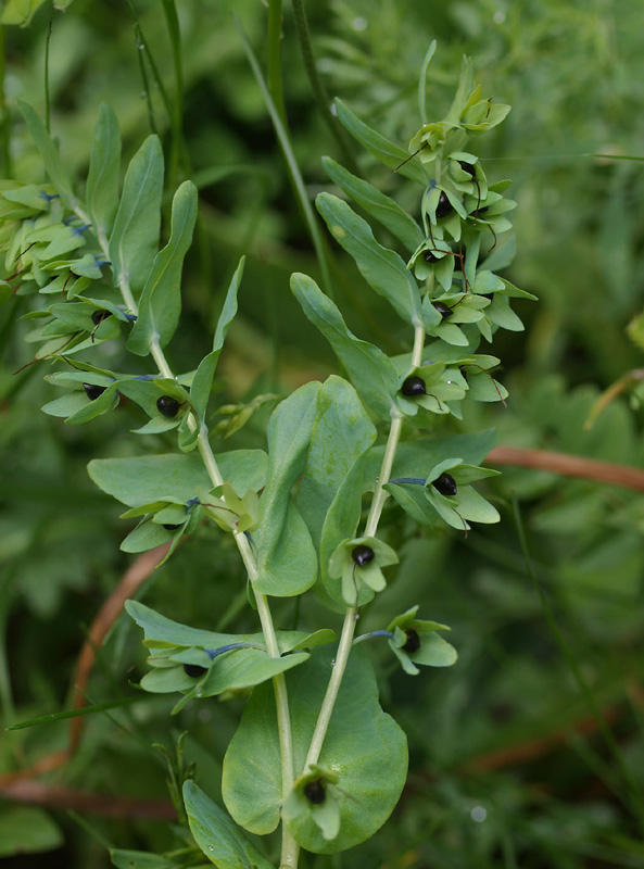 Cerinthe alpina (=C.glabra) / Erba vajola alpina