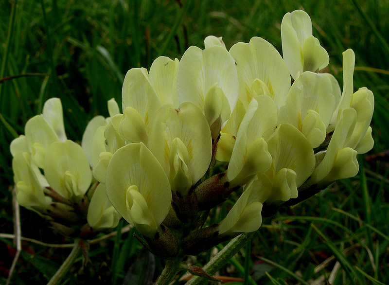 Oxytropis campestris / Astragalo villoso