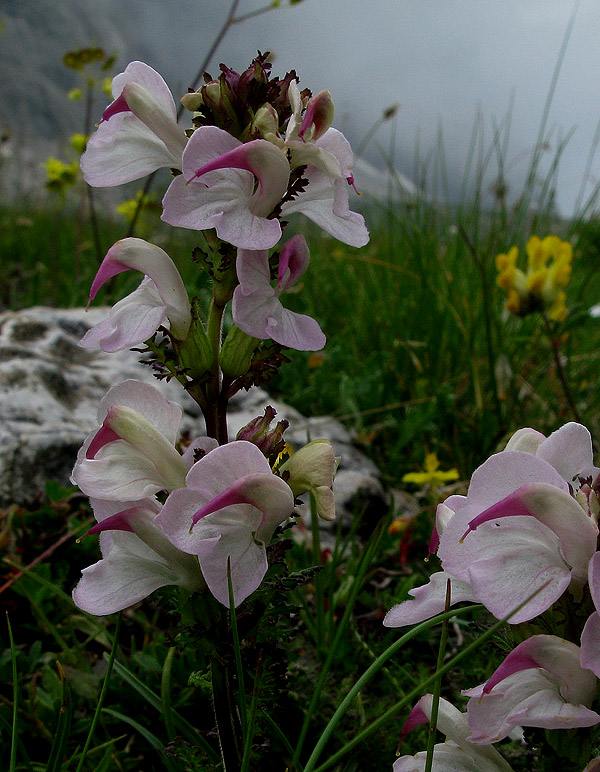 Pedicularis rostratocapitata / Pediculare a spiga breve