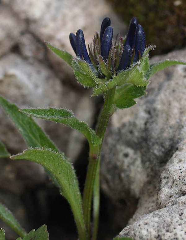 Phyteuma sieberi / Raponzolo di Sieber