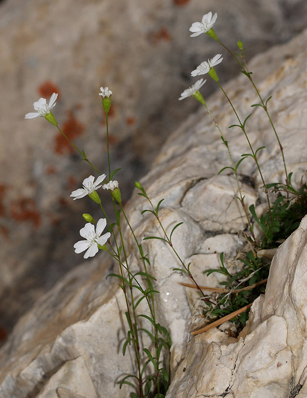 Caryophyllacea: Silene pusilla