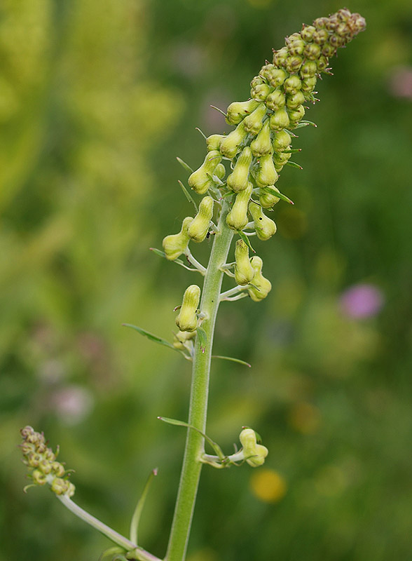 Aconitum lycoctonum / Aconito strozzalupo