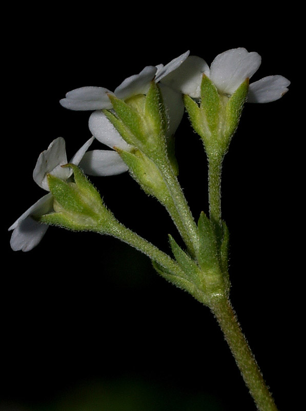 Androsace obtusifolia / Androsace gelsomino