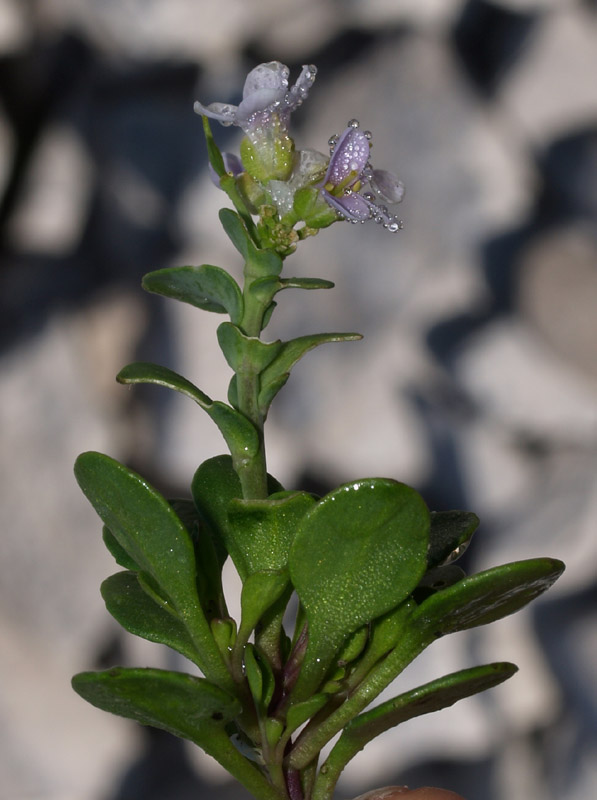 Noccaea rotundifolia (=Thlaspi rotundifolium) / Tlaspi a foglie rotonde