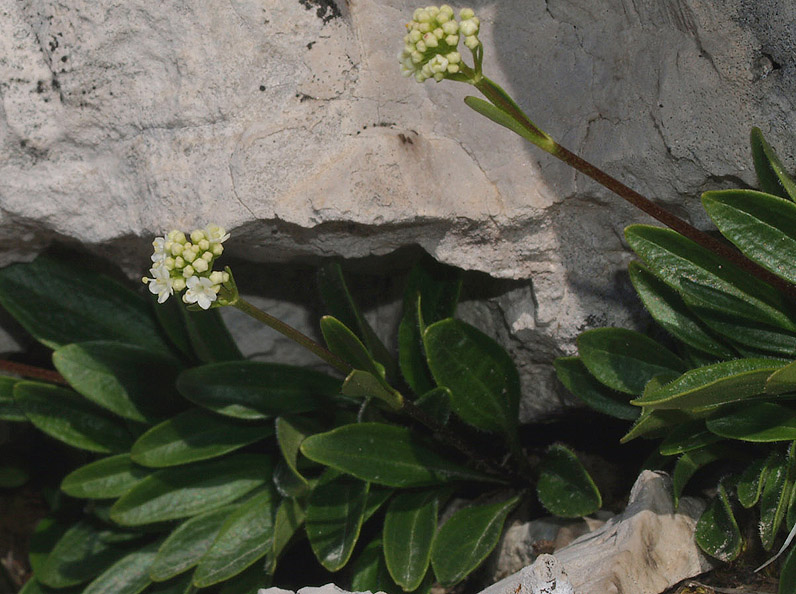 Valeriana saxatilis / Valeriana delle rupi