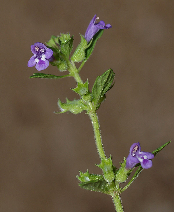 Ziziphora acinos (=Clinopodium =Acinos arvensis) / Acino annuale