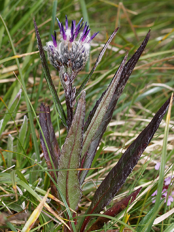 Saussurea alpina  / Saussurea delle Alpi