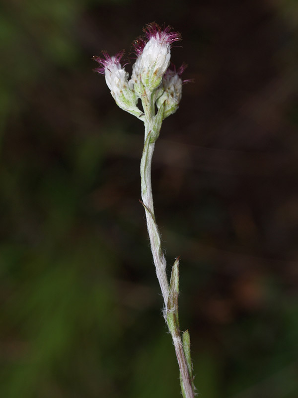 Antennaria dioica