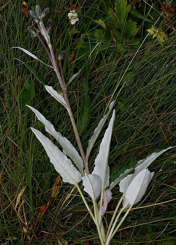 Saussurea discolor / Saussurea  a foglie discolori