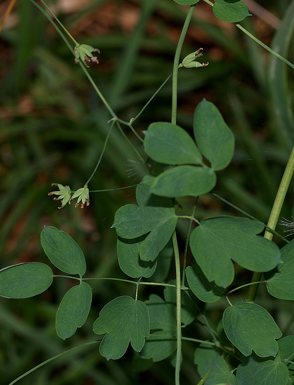 Thalictrum minus ?