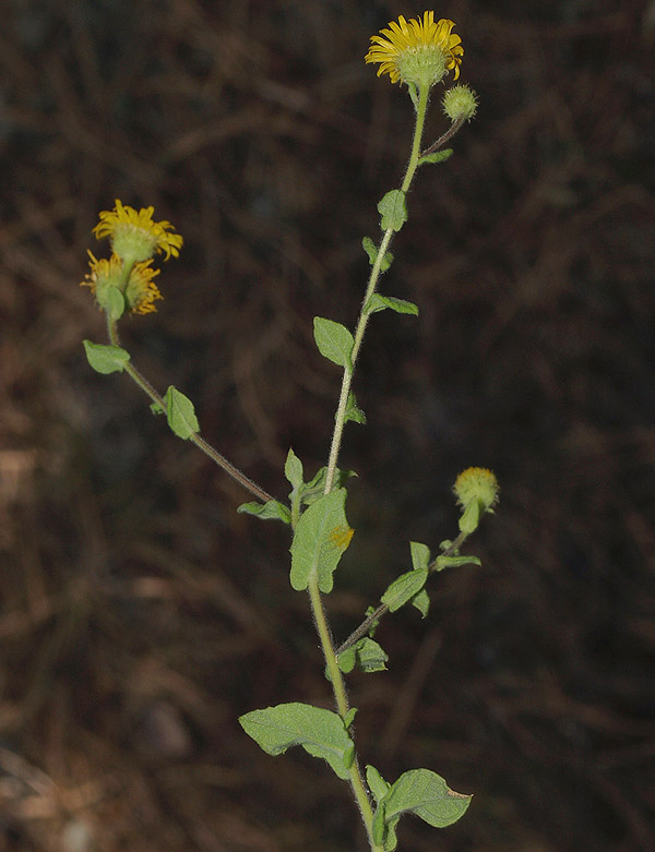 Pulicaria dysenterica / Incensaria comune