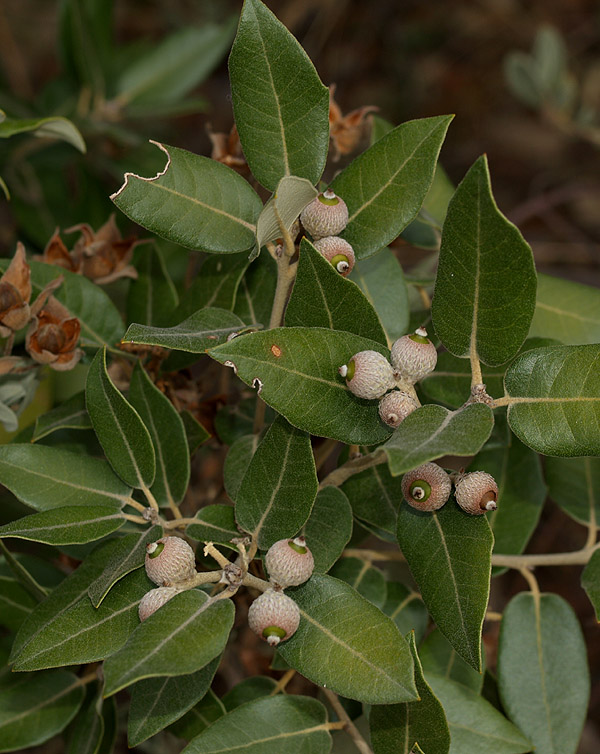 Quercus ilex