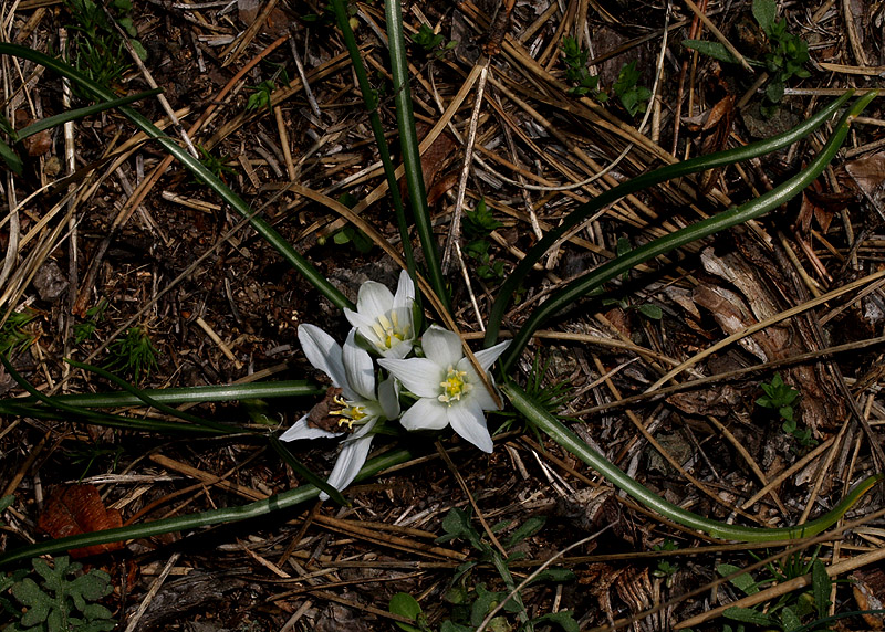 Ornithogalum exscapum