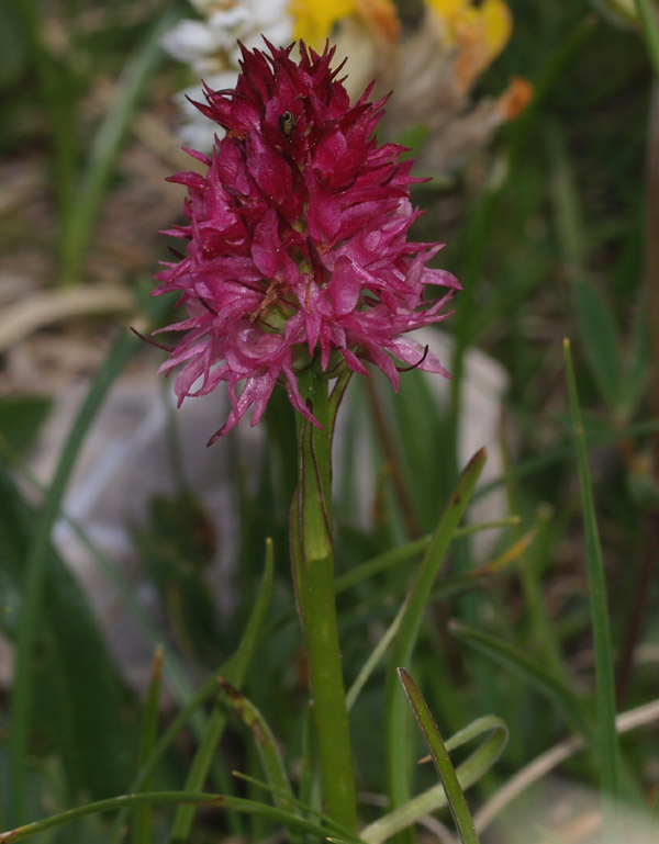 Nigritella