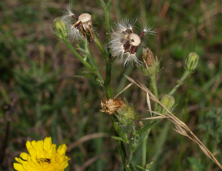 Picris hieracioides  / Aspraggine comune