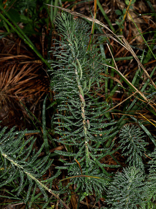 Euphorbia cyparissias